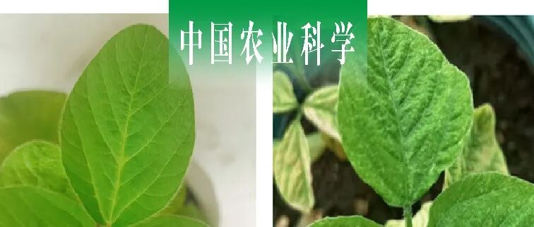 中国农业科学｜海南大学李海燕课题组利用酵母双杂交系统筛选与大豆花叶病毒核内含体蛋白互作的大豆寄主因子