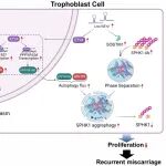 Autophagy | 中大八院张慧东：Lnc-HZ14促进液液相分离介导的SPHK1自噬降解而抑制滋养层增殖并引发流产