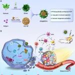 ACS Nano：光合植物源性纳米囊泡可通过光激活氧气生成精准增强光动力效应以增强癌症光免疫治疗