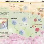 ACS Nano：磁响应半生命体用于保护癌旁T淋巴细胞和实现精准的肿瘤清除