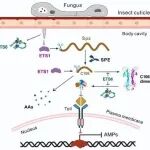 Adv Sci | 王成树：揭示病原真菌双重靶向关键免疫因子而广谱杀虫的作用机制