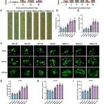 河南农业大学在植物科学一区Top期刊连发两篇高分文章，分别在TaSPX3增强小麦叶锈病抗性、大麦黄矮病毒方面取得新进展