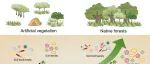 华南植物园揭示热带珊瑚岛生态恢复的微生物途径-真菌“打头阵”，细菌“稳后方”