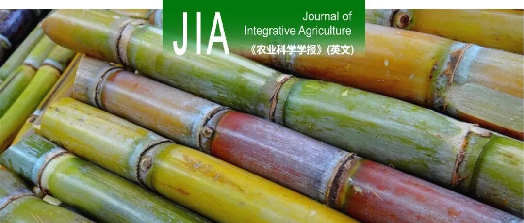 JIA | 中国热带农业科学院甘蔗研究中心阙友雄/吴期滨团队揭示甘蔗线粒体基因组的遗传奥秘