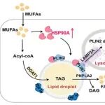 Autophagy | 重庆医科大学陈压西/杨萍/阮雄中发现饮食中单不饱和脂肪酸促进肝细胞癌进展的机理