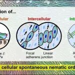 南洋理工大学夏焜教授团队 ACS Nano：“细胞之舞“ - 成肌细胞的自发对齐与群体秩序