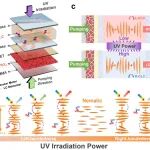华南师范大学胡小文《ACS Energy Lett.》：分子马达掺杂胆甾相液晶实现钙钛矿放大自发辐射的手性反转