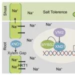 河南大学唐宁团队最新PNAS