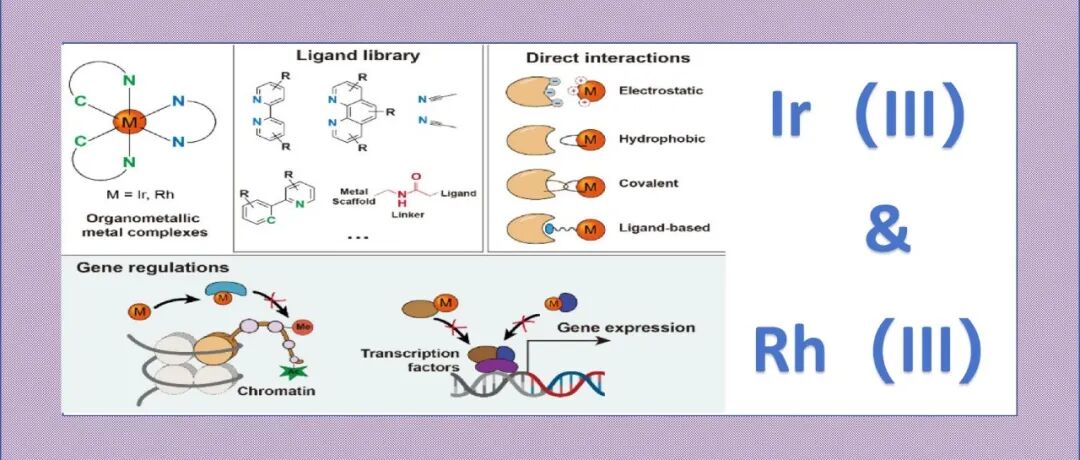 文献分享|铱（III）和铑（III）配合物对基因调控因子的直接靶向作用