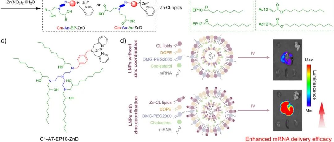 【Angewandte Chemie International Edition】锌配位脂质：突破mRNA递送效率的新策略