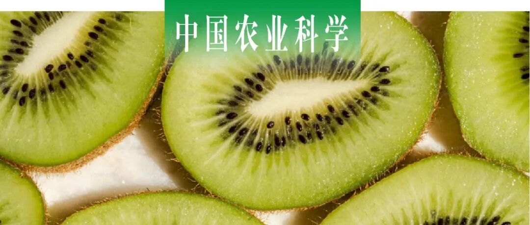 中国农业科学｜牡丹江师范学院李然红课题组探究狗枣猕猴桃AkNAC2在低温响应中的功能