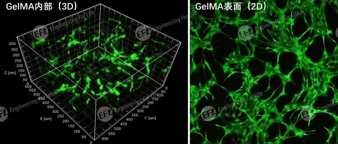 光固化GelMA水凝胶（EFL-GM系列）