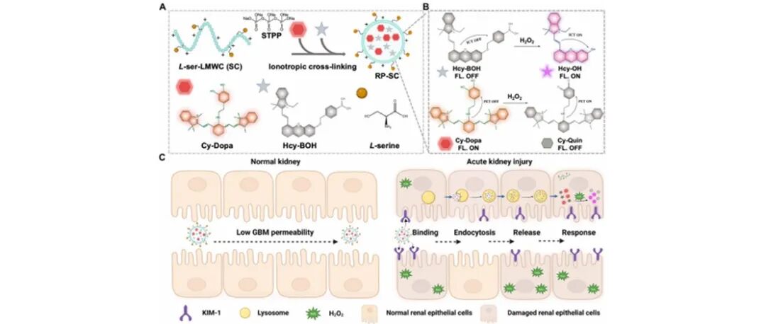 文献分享| Science Advances : 用于急性肾损伤早期诊断和预后评估的可激活荧光比率探针