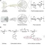 Science Advances：用于生物材料平台的氨基纤维素纳米纤维的可持续合成