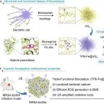 ACS Nano：受树突状细胞启发、具有原子铁位点的三功能生物催化剂用于根除耐药细菌和生物膜