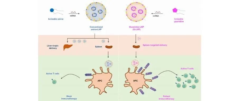 Sci. Adv. | 通过多孔硅纳米颗粒的内吞编程增强TLR4纳米激动剂对巨噬细胞介导免疫治疗的效力