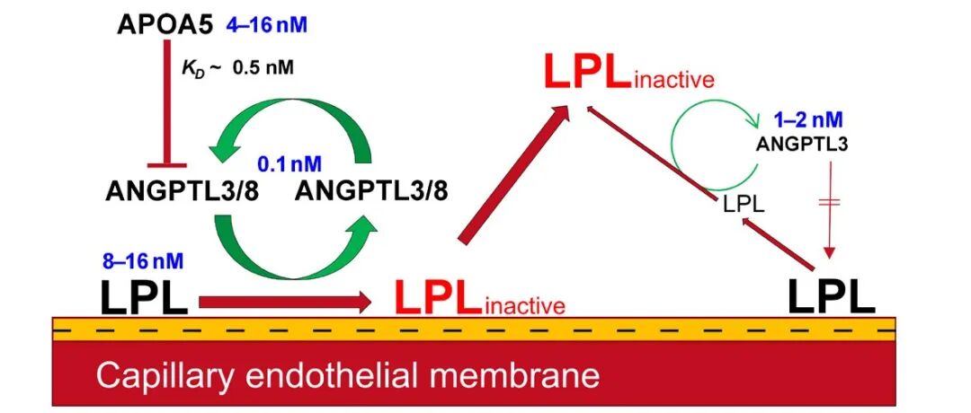 Proc. Natl. Acad. Sci. USA｜非典型去折叠酶ANGPTL3/8通过催化脂蛋白脂肪酶的去折叠调节血管内脂解