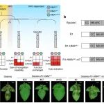 Nature | 里程碑！刚刚，黄三文院士团队、董莎萌团队合作发明抗病基因Plug-in新技术