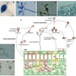 IF=103.3！南京农业大学王源超教授受邀在Nature综述病原微生物如何逃避植物免疫