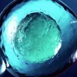 生育力下降别只怪卵子！Science｜卵巢里的神经、胶质细胞才是“隐形操控者”