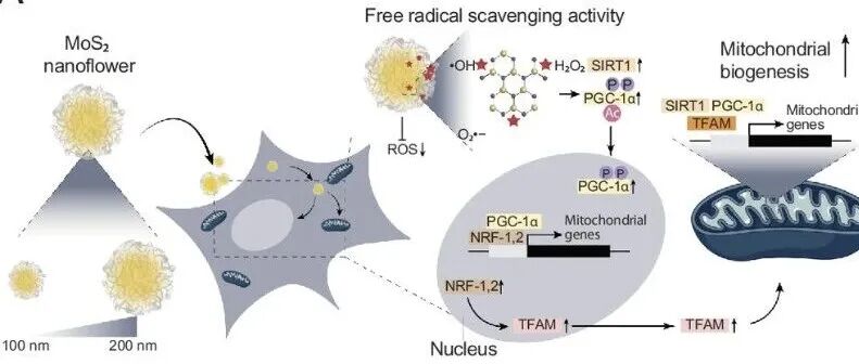 【Proc.Natl.Acad.Sci.U.S.A.】纳米材料（MoS2）诱导的线粒体生物发生可提高细胞间线粒体转运效率-