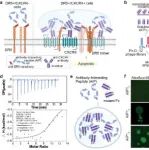 JACS | 清华大学杜娟娟课题组成功构建一种免疫球蛋白引导的相分离系统
