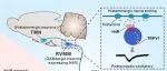 Adv Sci | 南京大学生命科学学院朱景宁团队揭示组胺H4受体脑功能，或成高血压干预新靶标