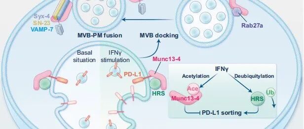 Nature Commun | 华中科技大学马聪教授揭示Munc13-4调控外泌体PD-L1分选与分泌介导肿瘤免疫逃逸新机制