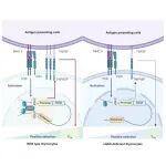 Cell Rep | 清华大学尹航课题组揭示cGAS-CTCF轴维持Treg的发育和功能
