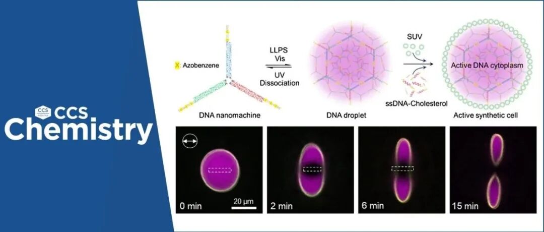 【CCS Chem.】上海交通大学邓楠楠：光驱动活性人工细胞