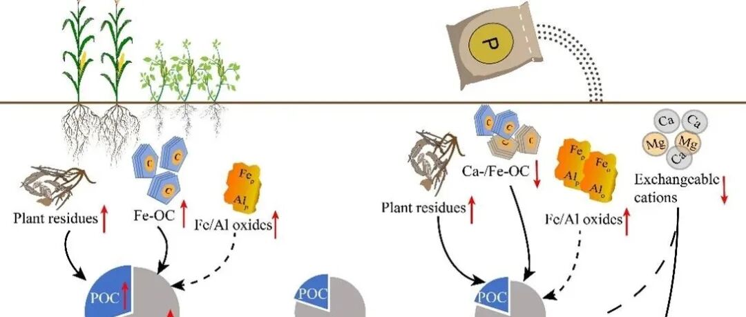 【课题组进展】Soil and Tillage Research：间作缓解由过量施磷肥所导致的土壤全碳下降，显著增加土壤固碳