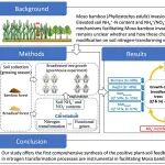 中山大学彭少麟/周婷团队《Functional Ecology》最新研究成果！揭示毛竹入侵阔叶林的微生物调控机制