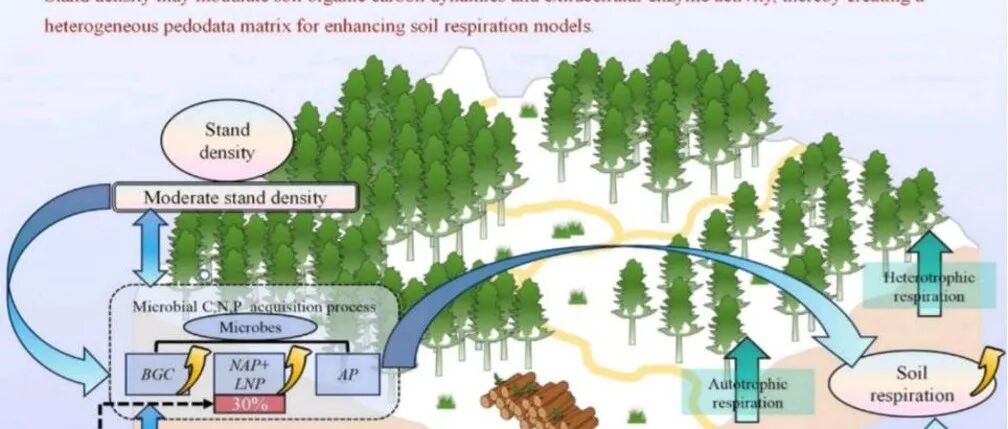 广西大学林学院刘泰瑞团队在《Journal of Forestry Research》上发表成果！为人工林土壤碳库管理提供新依据