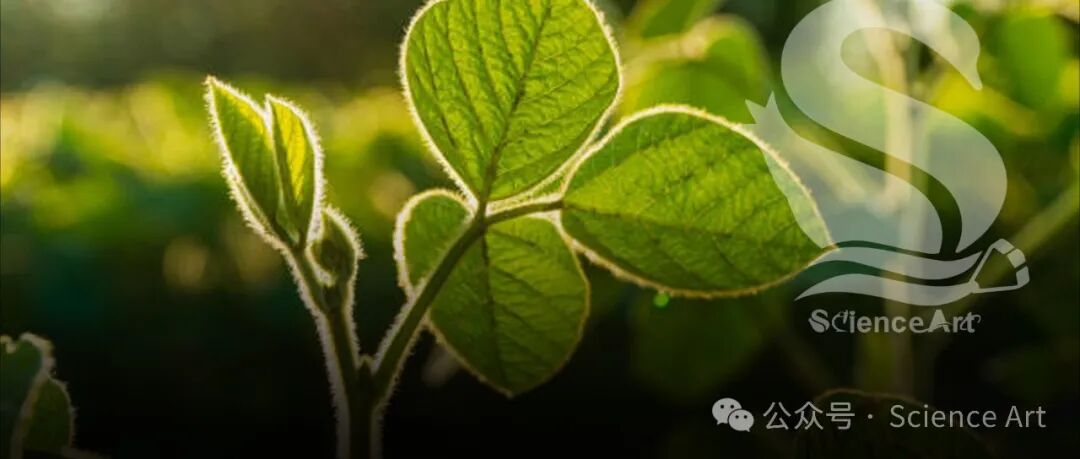 PNAS | 中科院华南植物园侯兴亮团队发现从野生大豆中找回的“宝藏基因”：有望解决大豆“高产量，低蛋白”难题