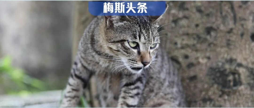 情绪稳定是抵抗世界的盔甲！最新研究：即使是短暂的愤怒也会损害血管内皮细胞，增加心血管疾病风险；但这种方法能改善