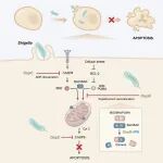 Cell Host & Microbe | 上海交大许悦课题组揭示细菌蛋白以全新酶学活性抑制细胞凋亡的机制