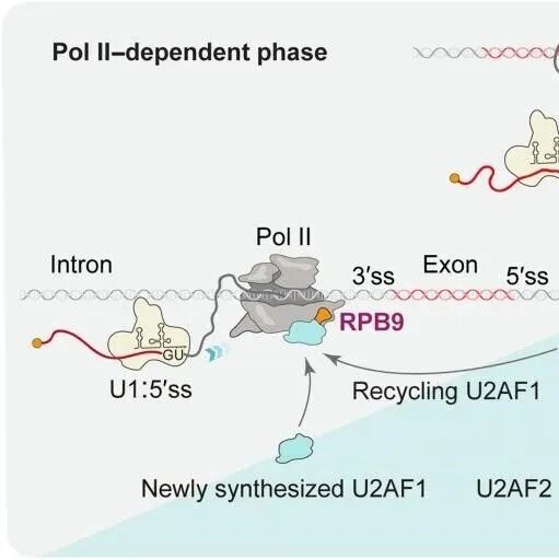Science | 国家生物信息中心合作揭示RNA聚合酶II如何精准解码基因组中的“剪接密码”