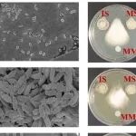 亚热带生态所朱宝利研究员团队在内生微生物合成菌群助力作物健康生长与土传病害防控研究取得新进展