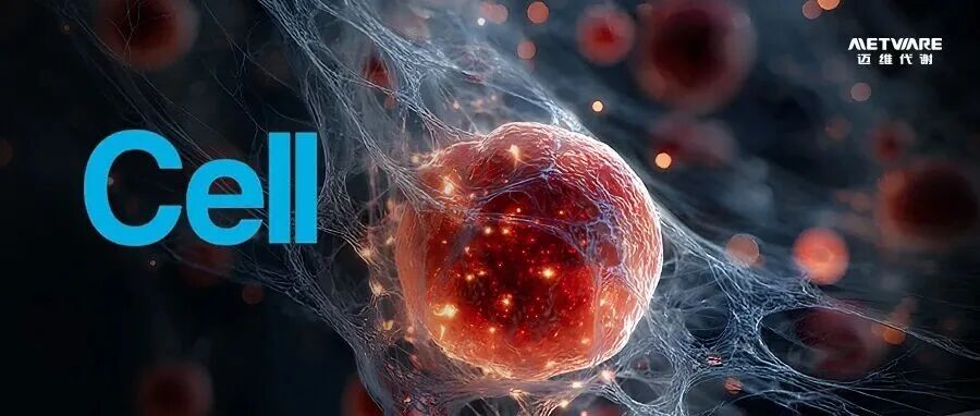 Cell | 高蛋白饮食可能加速衰老？西湖大学郭天南团队破译蛋白质摄入与多器官衰老关联