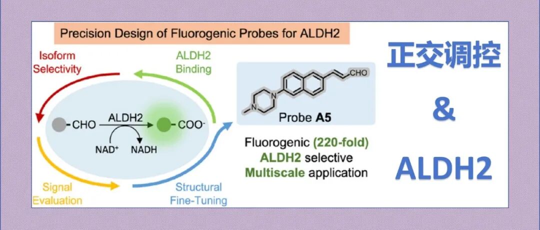 文献分享|通过结合作用与光物理特性的正交调控实现荧光探针精准设计，用于亚型选择性ALDH2成像