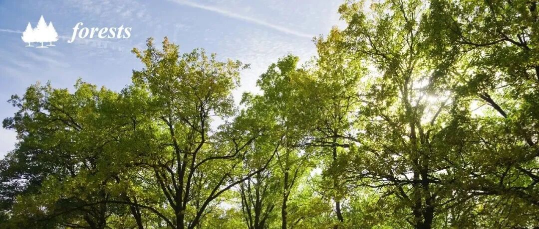 Forests 期刊图形摘要分享 | MDPI 图·摘