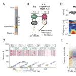 PNAS︱之江实验室杨冬平团队揭示θ嵌套γ振荡在空间导航中协调预测与警觉的机制