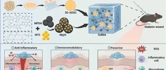 【案例解析】《Materials Today Bio》：清除自由基、促血管、驯化巨噬细胞，干细胞水凝胶如何加速糖尿病创面愈合？