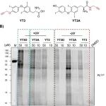 ACS Chem. Biol. | 化学蛋白质组学揭示三碘甲状腺原氨酸共价标记胞内蛋白