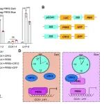 JIPB丨深圳大学刘宏涛课题组揭示蓝光通过CRY2-PRR5模块调控植物生物钟