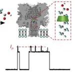 ACS Nano | 南京大学王玉琴团队：“纳米孔+人工智能” 精准鉴定永久化学品PFAS