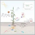 中国农业大学倪斌团队最新Cell子刊