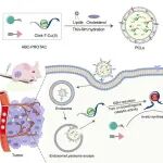 JACS：病理激活的生物正交催化可实现原位PROTAC合成以用于精准癌症治疗