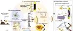 华东师大甄广印教授团队WR｜电化学辅助螺旋上流式厌氧膜生物反应器缓解PFOA抑制的作用机制：EPS结合-脱附行为与代谢通路重塑