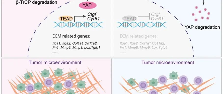 Cell Rep Med | 厦门大学邓贤明教授课题组开发新型NEDD4抑制剂可重编程免疫微环境抑制三阴性乳腺癌发展